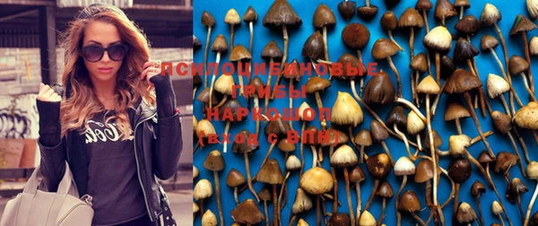прущие грибы Абаза